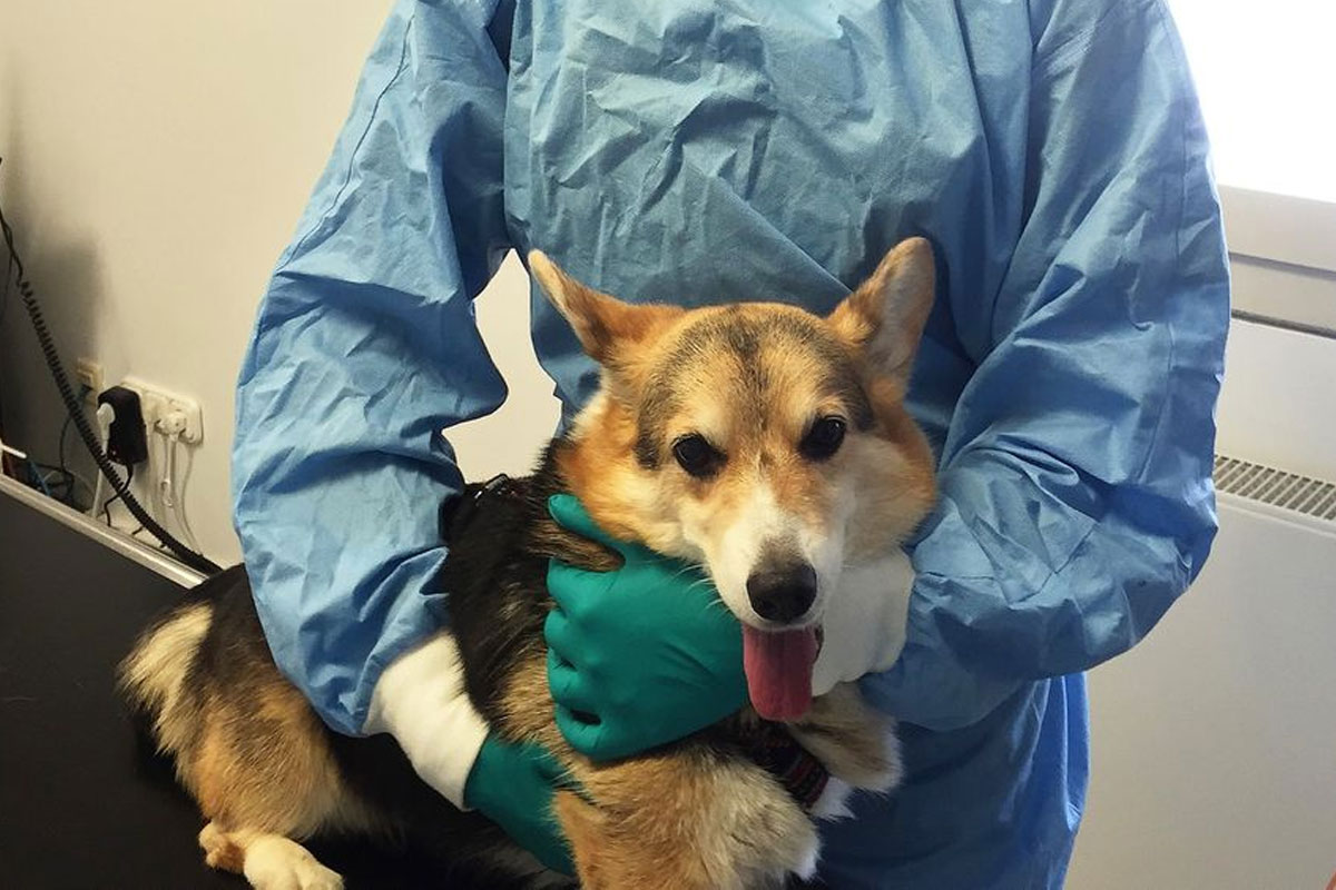 Tumordiagnostik, Krebstherapie und Onkologie für Hunde und Katzen