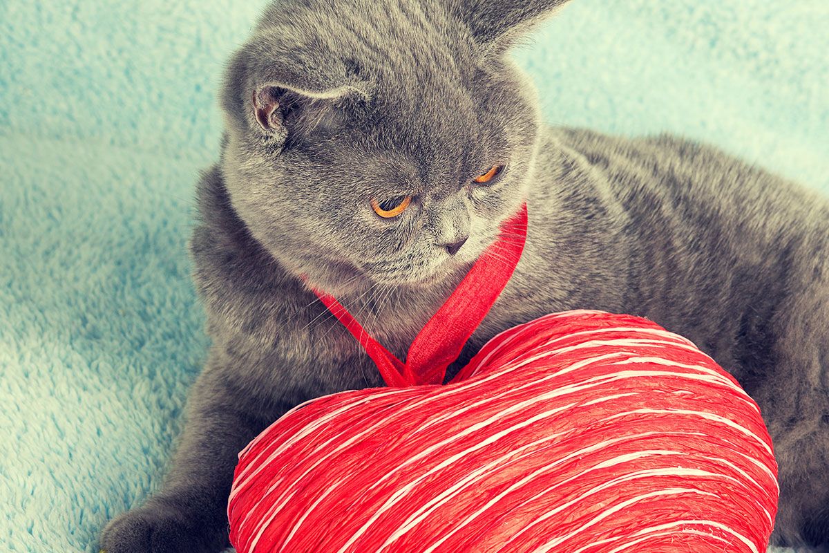 Katze mit einem Herz um den Hals