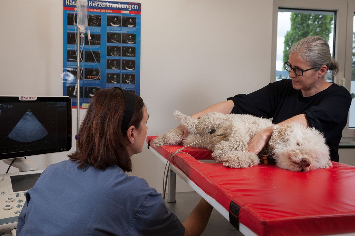Hund beim Tierarzt in Gratkorn