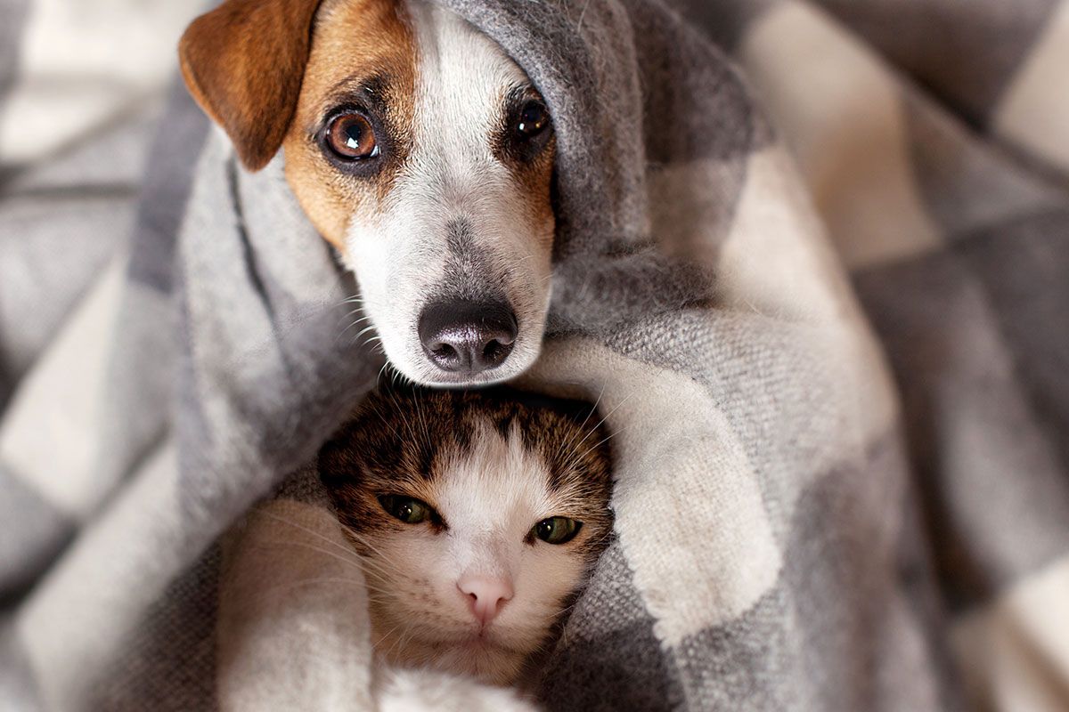 Hund und Katze